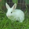 Lion Lop mix Bunnies