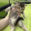 Purebred kittens 