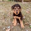 Airedale Terrier Puppies