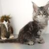 ULTRA POLYDACTYL SILVER TABBY FEMALE MAINE COON KITTEN