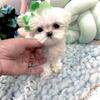 Sold - Tiny teacup  Korean Maltese Baby Prosecco