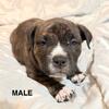 Purebred Staffy puppies 