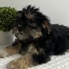 Male Shorkie Shih Tzu/Yorkie mix 