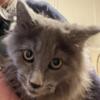 Maine Coon Male kittens.