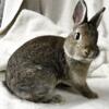 Holland Lop & Netherland Dwarf Bunny Rabbits