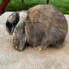 Mini Lop Rabbits