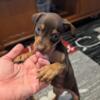 AKC registered Miniature Pinscher puppies  