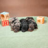 Toy Poodle Puppies - Going Home July 2024!