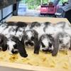 Mini Lop Rabbits