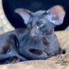 Oriental Shorthair for sale