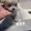 Maltese, Shih Tzu Chihuahua mix puppies