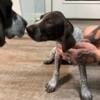 AKC GSP PUPS