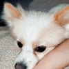 Pure bred 2 year old, white and beige pomeranian