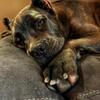 ATLAS! Magnificent Cane Corso!