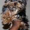 XXTiny Very Babydoll Yorkie Male