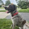 Need to Rehome