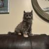 Maine coon Lynx Point Highlander Kittens 810-357-5915