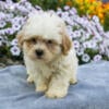 Stunning Litter of Shih Poo Puppies