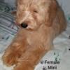 Last Puppy Left Female Mini Goldendoodle