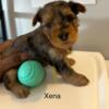 Merle Yorkie Female for sale