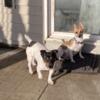 Jack Russel pups 4Sale