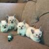 Purebred Siamese Kittens