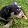 Australian Cattle Dog Mix Puppies For Sale!