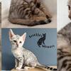 We have two Silver Bengal Kittens ready for new homes.