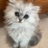 Adorable Female Persian Kittens for Sale in Orlando, FL