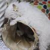 Chinese crested powder puff boy CHALK
