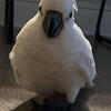 Umbrella cockatoo female