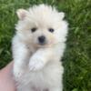 Pomeranian puppy cream male