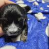 Morkies for sale