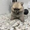 Pomeranian Puppy for sale