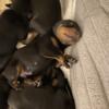 Doberman Puppies in Minneapolis