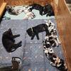 Great Dane puppies for sale