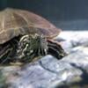 Mexican Slider Turtle for sale Troy Ohio