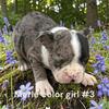 AKC Merle female Boston terriers 4195839808