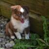 ASDR TOY AUSSIES PUPS