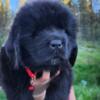 Newfoundland Puppies Available in early July!