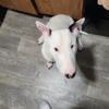 English Bull Terrier stud