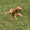 Akc golden retriever stud available 