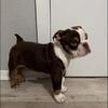 Akc Beautiful Tri-Color English Bulldog Puppy • 11 Weeks • Female