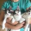 Calico kittens ready to go