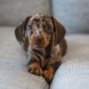 Dapple Mini- Dachshund Puppy For Sale