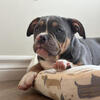 American bully