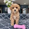 F1B Mini Goldendoodle Puppy For Sale - $600