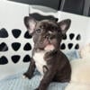 Female French Bulldog