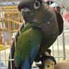 Sweet Baby Green Cheek Conures handfed