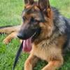 STUD german shepherd akc registered